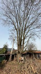 Grote eik gratis – zelf kappen en meenemen, Tuin en Terras, Ophalen