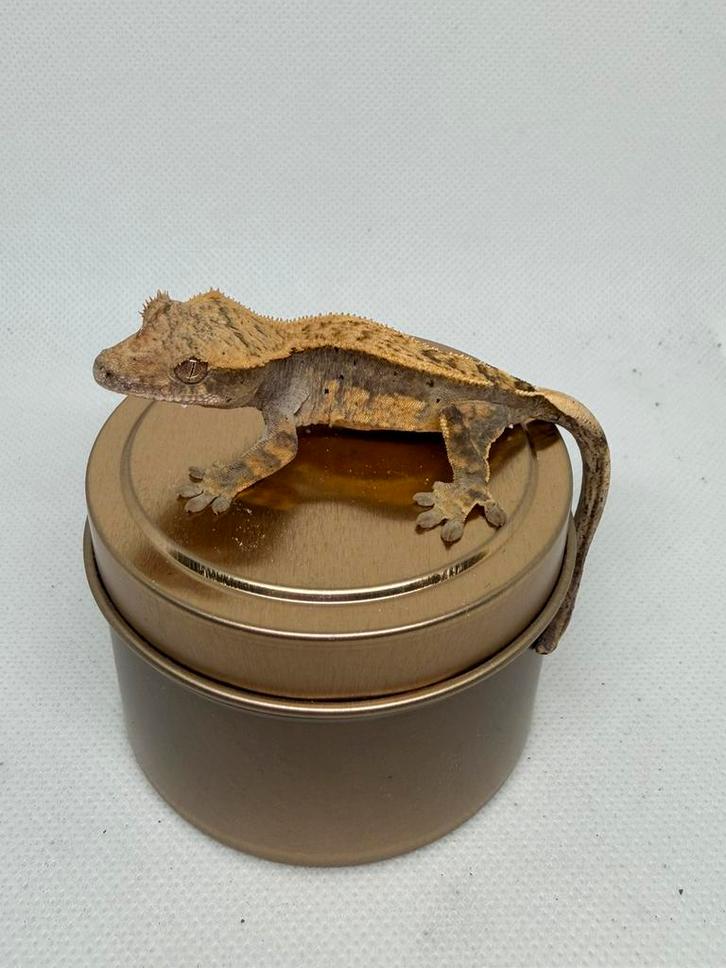 Harlequin spots wimpergekko, Dieren en Toebehoren, Reptielen en Amfibieën