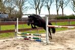 Brave zwarte D pony merrie 3 jaar allround dressuur springen, Dieren en Toebehoren, Merrie, Minder dan 160 cm, Dressuurpaard, 3 tot 6 jaar