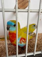 Broedrijp koppel gele roodbuik turqouisines, Dieren en Toebehoren, Vogels | Parkieten en Papegaaien, Meerdere dieren, Parkiet
