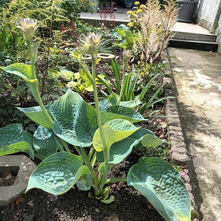 Hosta „Alligator Alley”/pot 25x30 /, Tuin en Terras, Planten | Tuinplanten, Vaste plant, Halfschaduw, Ophalen