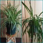 Twee soorten Chlorophitum, Grote planten, Prijs voor allebei, Huis en Inrichting, Kamerplanten, Ophalen of Verzenden, In pot
