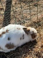 Zeer zeer zeeeer kleine kleurdwerg voedster!!!!!