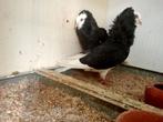 Koppel oudhollandse capucijn, Animaux & Accessoires, Oiseaux | Pigeons