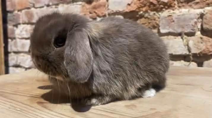 Minilop nestje, Dieren en Toebehoren, Konijnen, Dwerg, Meerdere dieren, 0 tot 2 jaar, Hangoor