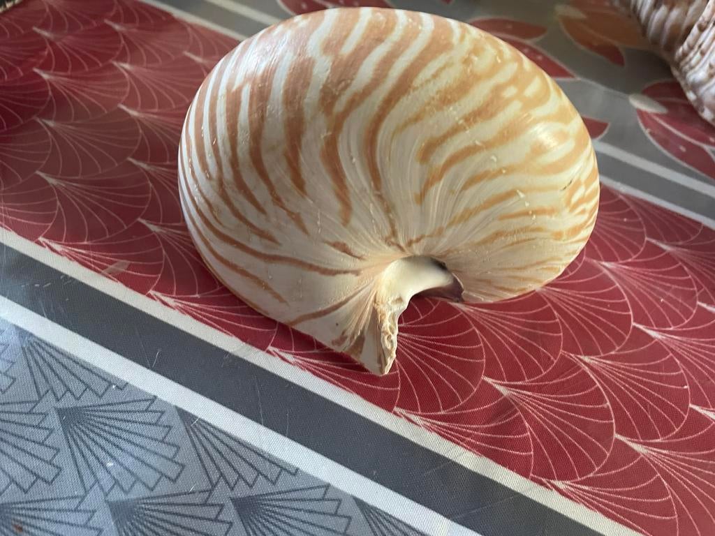 Coquillages, Ophalen of Verzenden, Schelp(en)