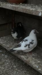 Jonge vleesduiven beschikbaar, Animaux & Accessoires, Oiseaux | Pigeons