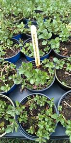 Pièce à mojito cubaine (Villosa), Enlèvement ou Envoi, Herbes, Été, Plante fixe