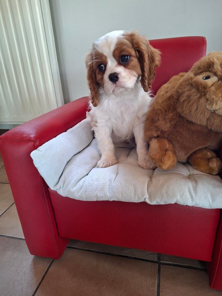 Prachtige cavalier king charles pups van geteste ouders, Dieren en Toebehoren, Parvo, België, Fokker | Hobbymatig, Reu