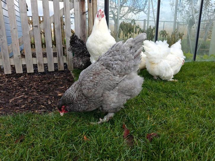 Broedeieren Mechelse Kalkoenkop, Dieren en Toebehoren, Pluimvee