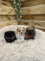 Mooie dwergkeeshond pups, Dieren en Toebehoren, Parvo, België, Keeshond, 8 tot 15 weken