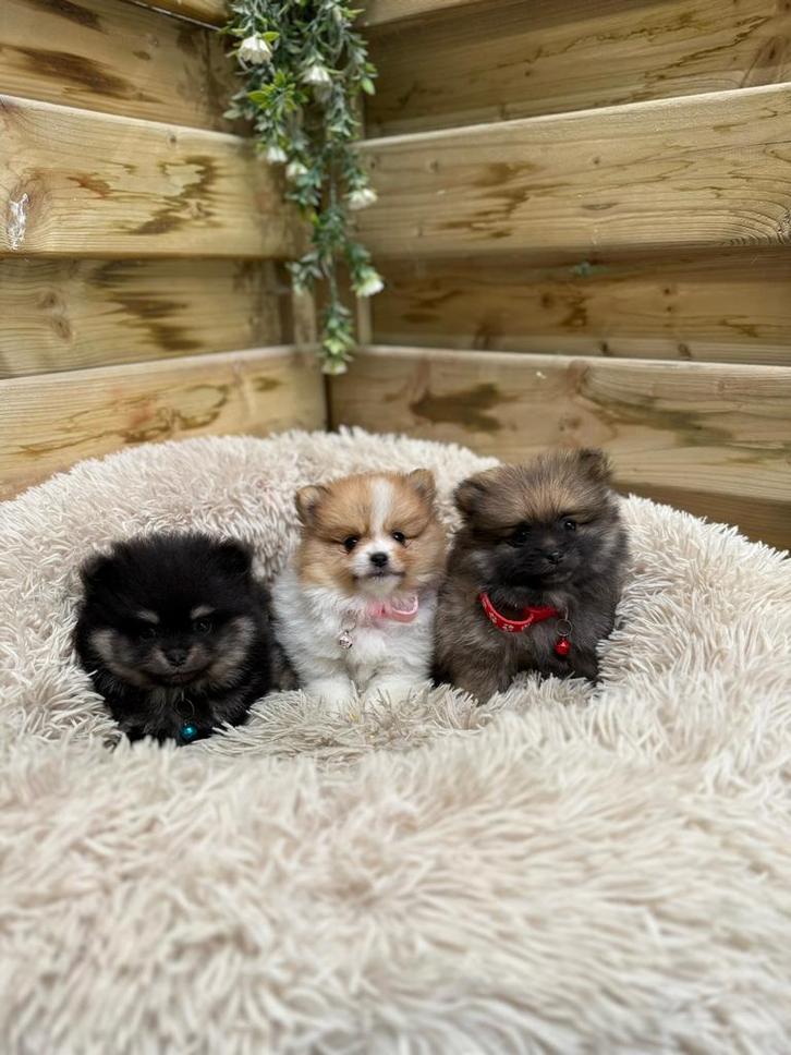 Mooie dwergkeeshond pups, Dieren en Toebehoren, Honden | Poolhonden, Keeshonden en Oertypen, Meerdere dieren, Keeshond, Fokker | Professioneel