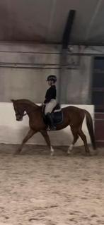 🌟BOMPROOF 🌟4 jarige engelse volbloed E-pony, Dieren en Toebehoren, Pony's, E pony (1.48m - 1.57m), Ruin, Dressuurpony, 3 tot 6 jaar