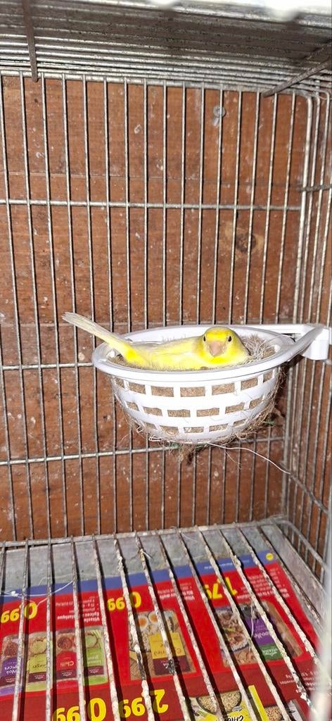 Canaris malinois, Animaux & Accessoires, Mâle