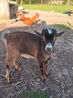 geiten bokje, Mannelijk, Geit, 0 tot 2 jaar