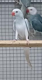 0-1 halsbandparkiet 2025 blauw cin. blst, Animaux & Accessoires, Femelle, Perruche, Bagué