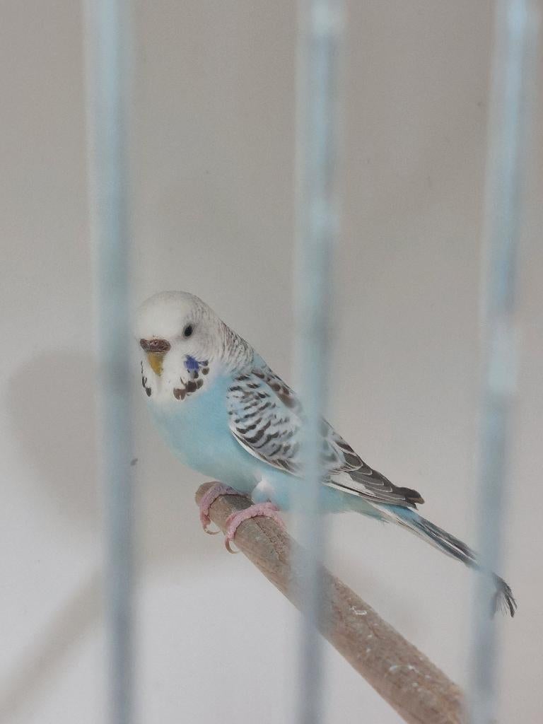 Vogels, Femelle, Perruche