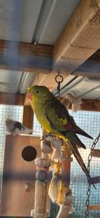 Bergparkiet 2025, Meerdere dieren