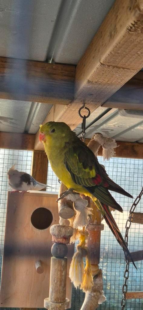 Bergparkiet 2025, Dieren en Toebehoren, Vogels | Parkieten en Papegaaien, Meerdere dieren