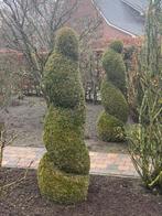 Buxus spiraal vormen, Ophalen, Buxus