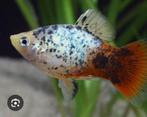 Pêche gratuite recherchée De préférence des guppys et des pl, Animaux & Accessoires, Poisson, Poisson d'eau douce, Banc de poissons