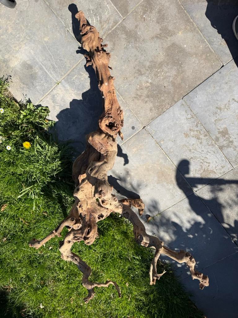 Prachtige druivelaar stronk, Dieren en Toebehoren, Ophalen