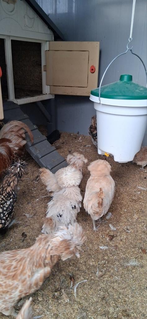 Padua kuifhoen hennen, Dieren en Toebehoren, Vrouwelijk, Kip