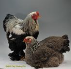 Je recherche: œufs à éclore de perdrix argentée pure Brahma, Sexe inconnu, Poule ou poulet