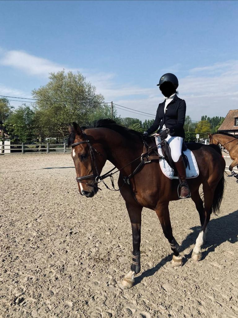 Zeer lieve springruin, Animaux & Accessoires, Chevaux, Hongre, M, 170 à 175 cm, 11 ans ou plus, Cheval de saut