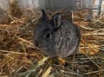 Konijntjes, Dieren en Toebehoren, Konijnen, Meerdere dieren, Dwerg, 0 tot 2 jaar