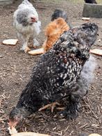 Jeune poule brahma, Septembre, Plusieurs animaux