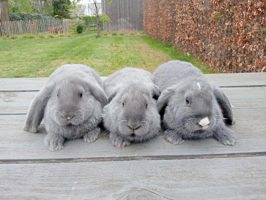 Franse hangoren, Dieren en Toebehoren, Konijnen, Meerdere dieren, Groot, Hangoor, 0 tot 2 jaar