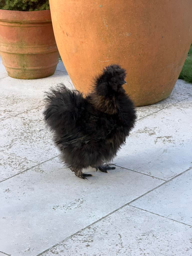 Jong zijdehoen haantje zwart-bruin, Dieren en Toebehoren