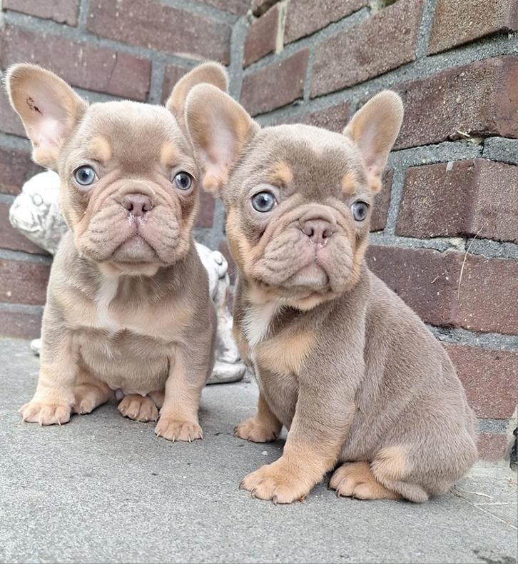 Yosyosi Chihuahuas / Winsi Bulls